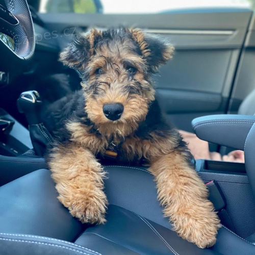 �t���tka erdelteri�r