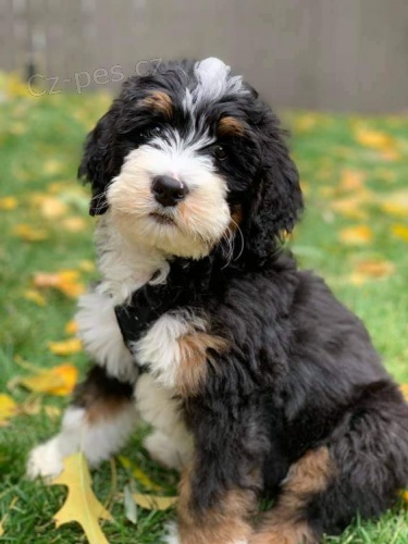 �t��ata Bernedoodle.