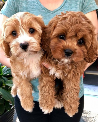 �t��ata Cavapoo