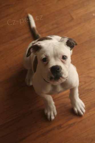 Prod�m �t��ata americk�ho buldoka.