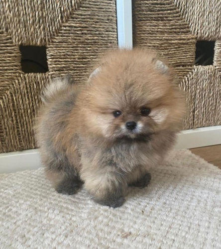 Prod�m �t��ata pomeraniana.