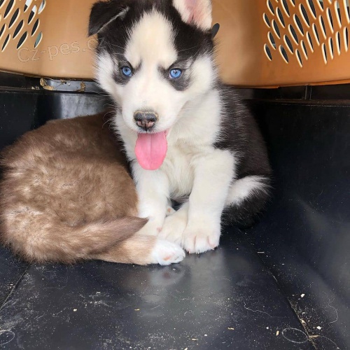 �t���tka sibi�sk�ho huskyho s kr�sn�ma modr�ma o�ima.