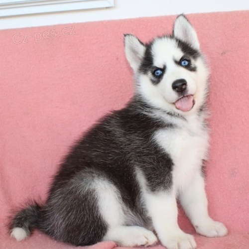 �t���tka sibi�sk�ho huskyho s kr�sn�ma modr�ma o�ima.