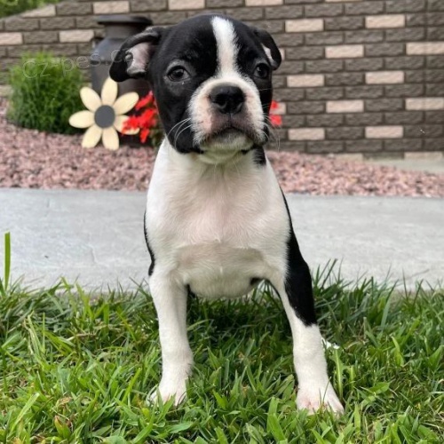 �t��ata bostonsk�ho teri�ra