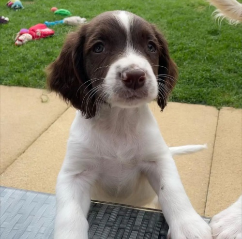 �t���tka anglick�ho �pringr�pan�la.