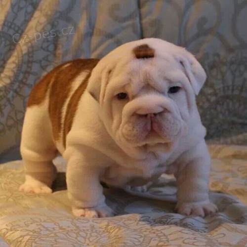 �t��ata anglick�ho buldo�ka