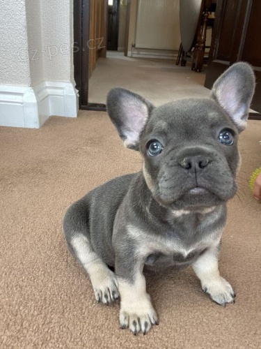 francouzsk�ho buldo�ka.