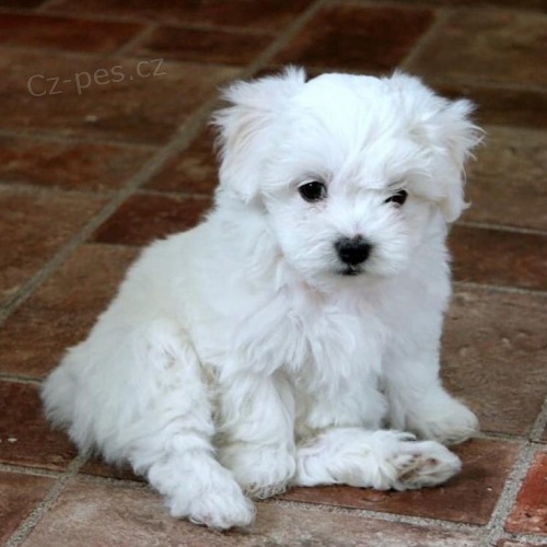 �t��ata malt�z�k�