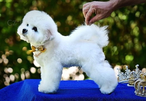 Bichon Fris� - same�ek �t�n�te