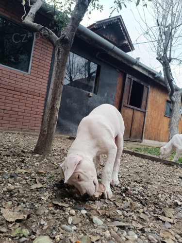 Dogo Argentino �t��ata