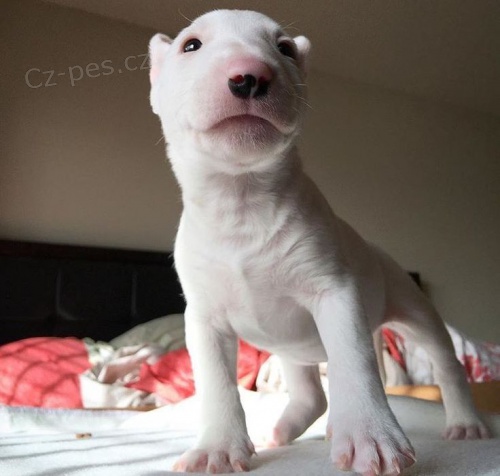 �t��ata mini anglick�ho bulteri�ra