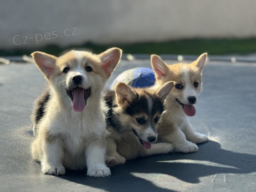 Vel�sk� Corgi Pembroke �t��ata