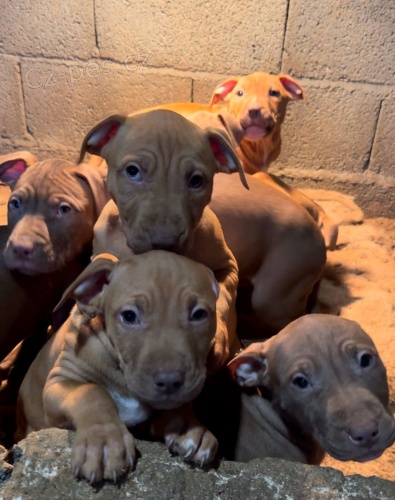 APBT ,americk� pitbullterier, pittbul , pittbull teri�r �t��ata