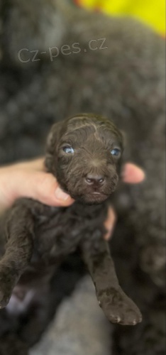 Pudl �t��ata na prodej