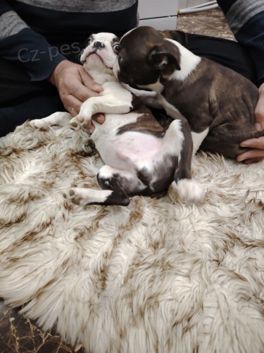 Bostonsk� teri�r �t��ata