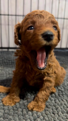 �erven� Toy Pudl na prodej