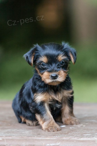 �T���TKO YORKIPOO