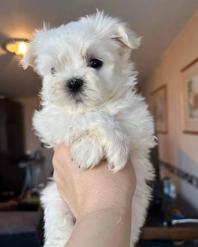 �t��ata malt�z�k�