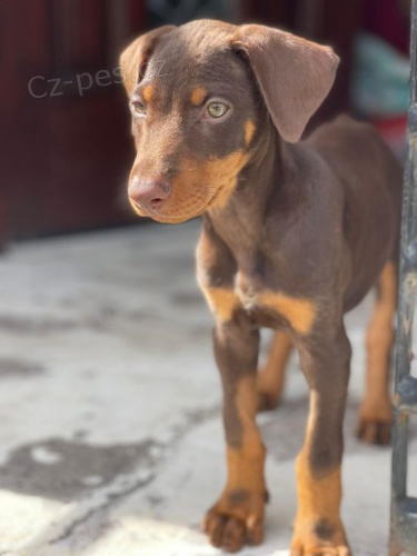 Dobrman - �t���tka