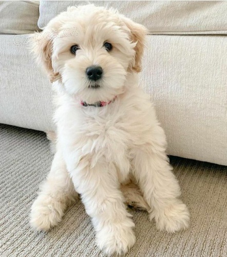 Mini Schnoodle �t��ata