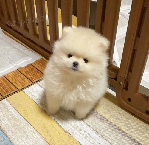 Prod�m �t��ata pomeraniana.