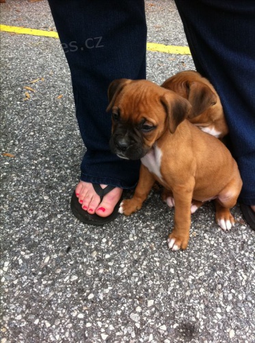 Prod�m �t��ata n�meck�ho boxera.