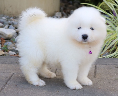 �t��ata samojeda na prodej