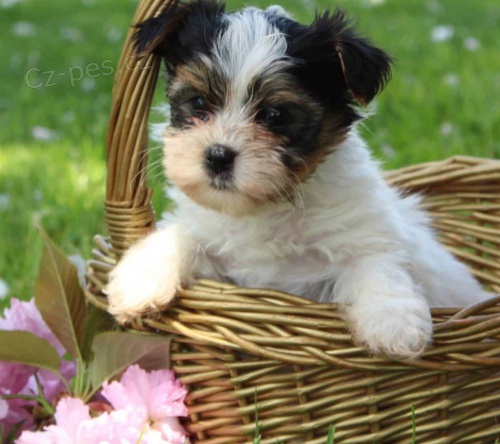 �t��ata biewer yorkie