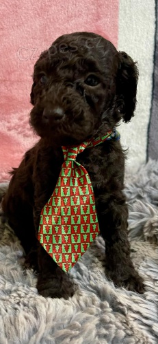 Toy pudl �t��ata