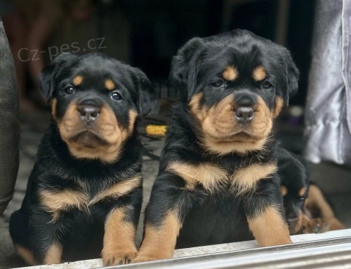 Rotvajler s pr�kazem p�vodu (FCI) 