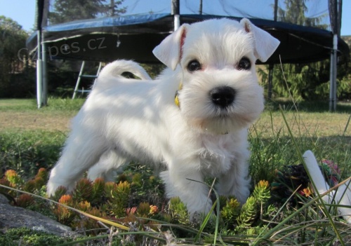 Kn�ra� mal� b�l� - �t���tka s PP