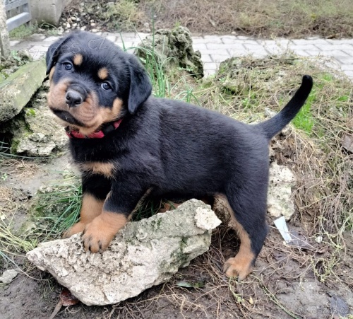 Rotvajler s pr�kazem p�vodu (FCI)