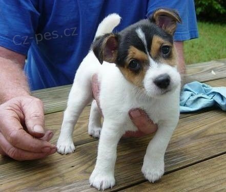 �t��ata jack russell teri�ra.