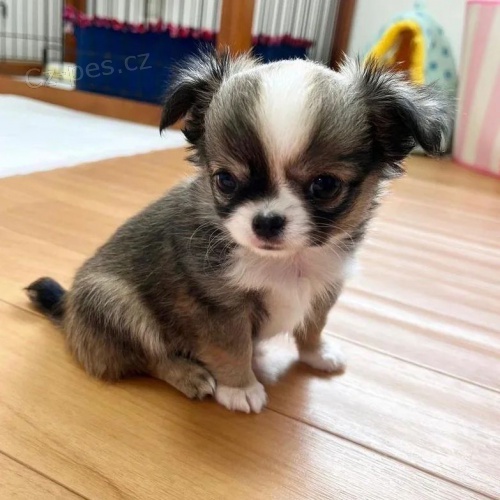 dlouhosrst� �ivava mini