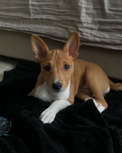 kr�sn� o�kovan� a od�erven� �t���tka Basenji