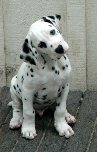 kr�sn� a zdrav� o�kovan� �t��ata dalmatin�