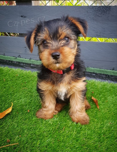 �t���tka jork��rsk�ho teri�ra.