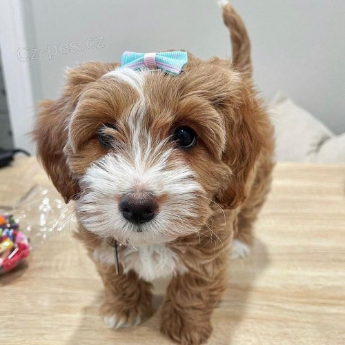 �t��ata Cavapoo