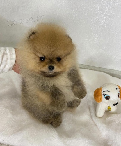 Prod�m �t��ata pomeraniana.