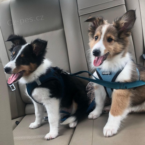 �t��ata sheltie k adopci