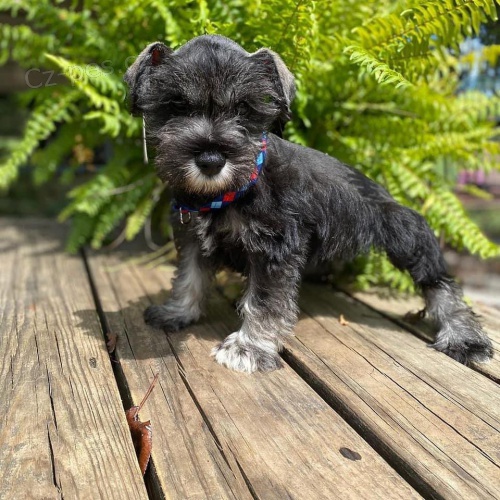 mal�ch kn�ra��