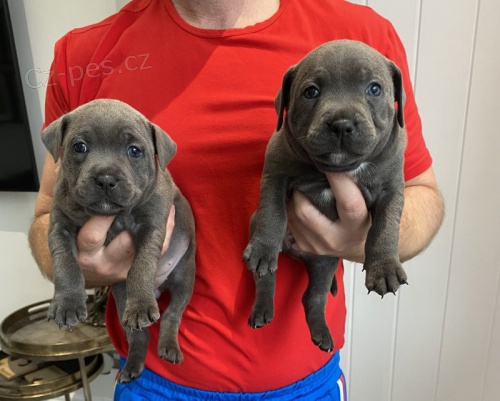 �t��ata staford��rsk�ho bulteri�ra