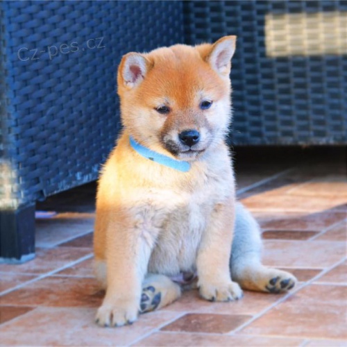 Shiba Inu �t��ata na prodej