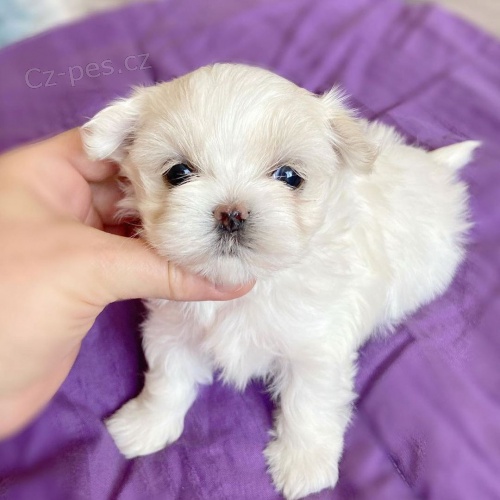 o�kovan� miniaturn� �t��ata malt�z�k�.