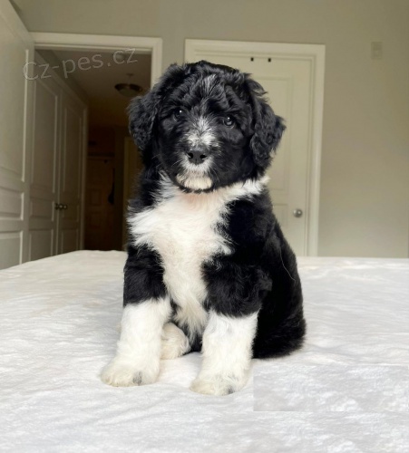 Prod�m �t��ata AUSSIEDOODLE