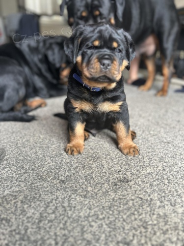 Rotvajler s pr�kazem p�vodu (FCI)