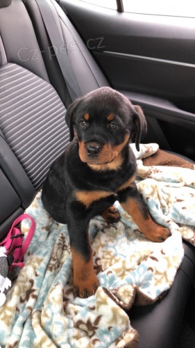 �t���tka rotvajlera.