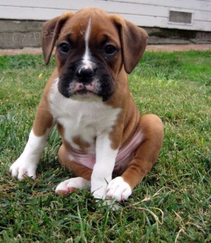 �t��ata n�meck�ho boxera.