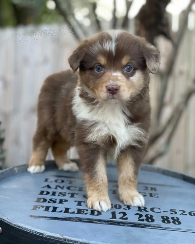 �t��ata australsk�ho ov��ka