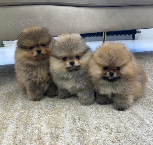 Prod�m �t��ata pomeraniana.